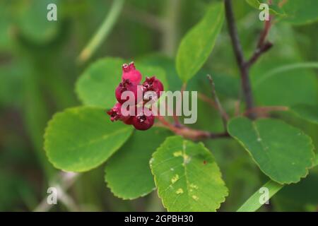Bacche selvatiche di saskatoon immature che crescono su un arbusto. Foto Stock