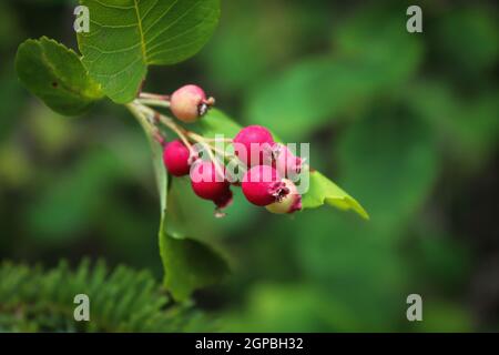 Bacche selvatiche di saskatoon immature che crescono su un arbusto. Foto Stock