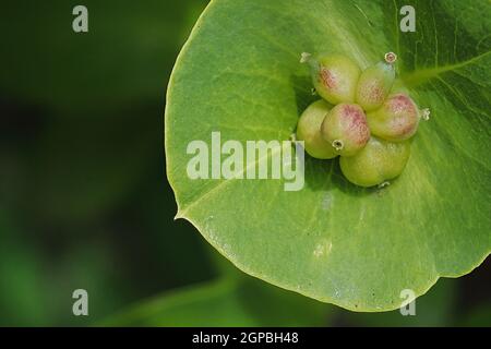 Macro di Twining Honeysuckle acini immature in estate. Foto Stock