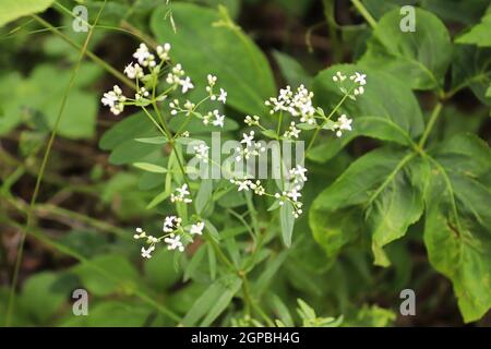 Foto closeup di fiori su una pianta bedpaglierino del Bog settentrionale. Foto Stock