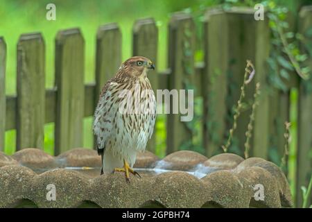 Coopers Hawk su un bagno di uccello di Backyard in Elk Grove Village, Illinois Foto Stock