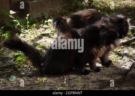 Due gatti neri di furia coccolano le loro code, a terra, in estate, fuori casa, in luce del sole e nelle ombre Foto Stock