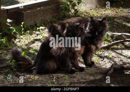 Due gatti neri di furia siedono fianco a fianco e hanno amore e amicizia, l'uno per l'altro, a terra, in estate, fuori casa, alla luce del sole Foto Stock