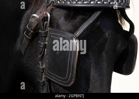 Parte superiore della testa di un cavallo di un cavallo nero friesiano con banda di cuoio e persiane. Il blinder restringe il campo visivo Foto Stock