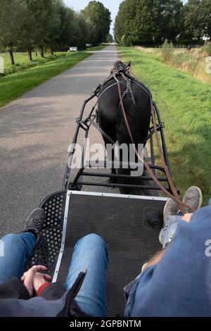Harnessed cavallo nero Friesiano visto da dietro mentre si guida sulla strada. Il coachman siede con un passeggero sulla scatola del pullman di metallo Foto Stock