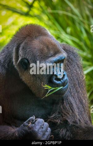 Bella e potente Western Lowland Gorilla Foto Stock