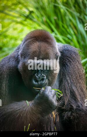 Bella e potente Western Lowland Gorilla Foto Stock