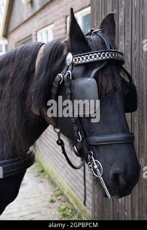 Testa di un cavallo nero friesiano con finimento, halter, bruno, catene, redini e blinker in pelle. Il blinder restringe il campo visivo Foto Stock
