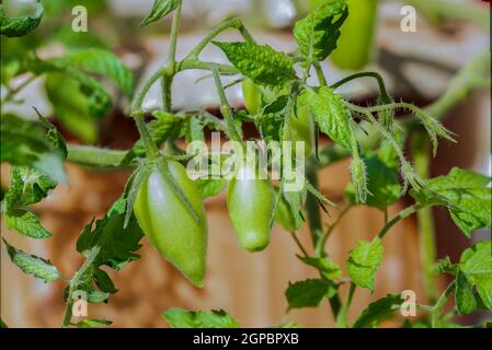 Pomodori biologici freschi e non maturi (Solanum lycopersicum) coltivati in giardino Foto Stock