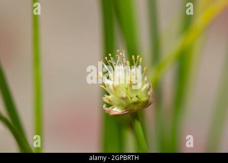 Macroscopio di cipolle o allioni fioriti, Foto Stock