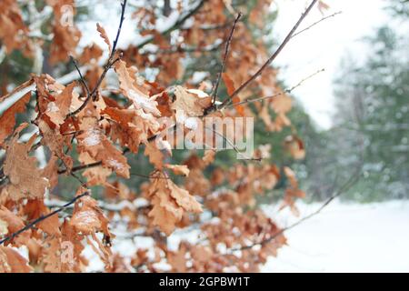 Foglie secche di oaken ricoperte di neve sul ramo di albero. Autunno venire nella foresta. Foglie di colore giallo autunno su quercia. Prima neve in un anno Foto Stock