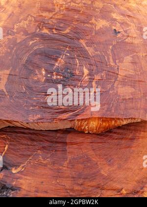 Primo piano tronco di un albicocca segato. Sega di legno tagliata. Foto Stock