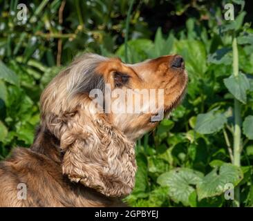 Sable colore Inglese Mostra Cocker Spaniel guardando in alto Foto Stock