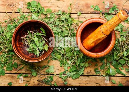 Mortaio con pestello con ortilia secunda secca. Erbe medicinali in medicina erboristica. Foto Stock