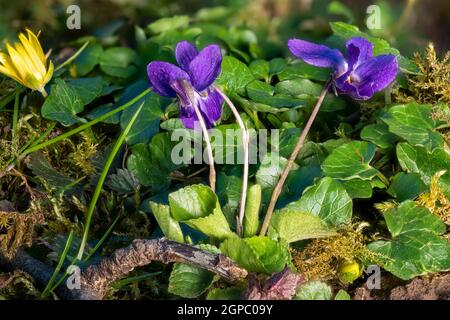 Primo piano di violette in fiore tra le lame d'erba e piccoli fiori in un prato Foto Stock