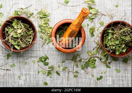 Mortaio con pestello con ortilia secunda secca. Erbe medicinali in medicina erboristica. Foto Stock