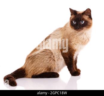 сat thailandese siamese con zampe, coda e testa marrone scuro siede lateralmente su uno sfondo bianco. Foto Stock