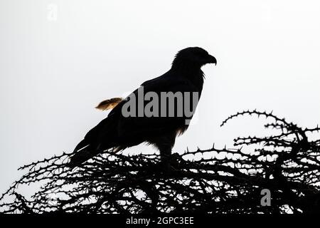 Silhouette di aquila brulicante con piuma sciolta Foto Stock