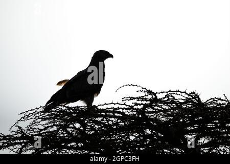 Silhouette di aquila brulicante appollaiata sul tornbush Foto Stock