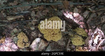 Funghi Sparassis crisspa su foglie secche, poco profonde dof Foto Stock