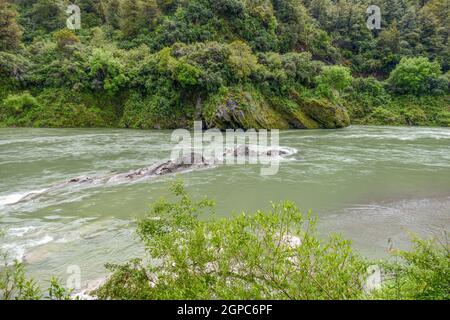 Scenario intorno al fiume Buller nell'Isola Sud di Nuova Zelanda Foto Stock