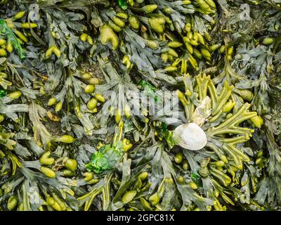 Vista completa incorniciata del bladderrack sbarcato (lat: Fucus vesiculosus) con una singola conchiglia di cozze sulla spiaggia tedesca del Mare del Nord in autunno. Foto Stock