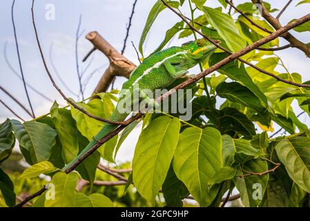 Chameleon seduto su un ramo di albero Ylang-Ylang, Nosy Be Island, Madagascar Foto Stock