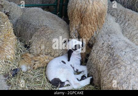 Piccolo agnello su pagliaio nel mezzo delle pecore all'interno interno rurale fattoria Foto Stock