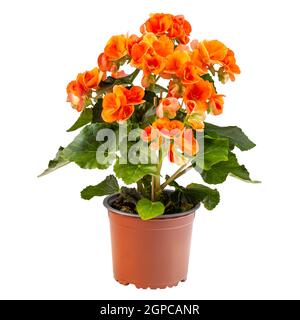 Arancio begonia fiore in una pentola marrone, Elatior Begonia su sfondo bianco Foto Stock