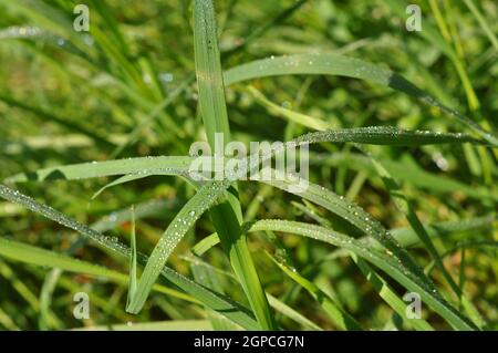 wiese am frühen morgen mit tautropfen auf den grashalmen am waldrand als detail Foto Stock