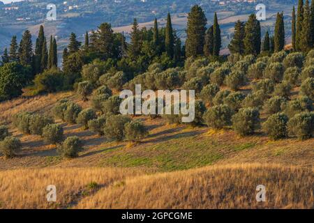 Oliveto vicino Volterra in Toscana Foto Stock