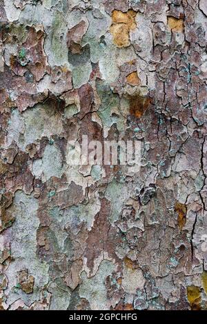 Primo piano foto astratta della corteccia di un albero piano britannico. La corteccia è di colore marrone e verde chiaro. Foto Stock