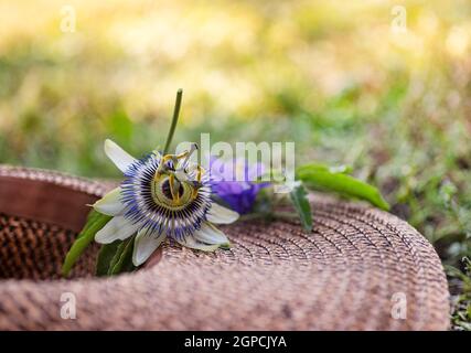 passione fiore e cappello in natura in estate Foto Stock