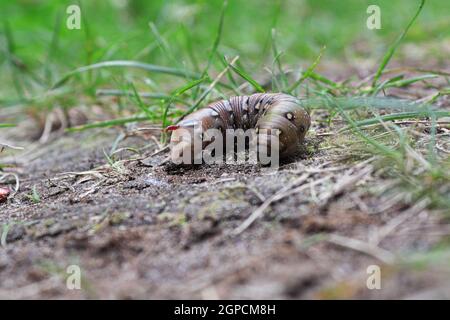 Primo piano di un bruco cornato a terra. Foto Stock
