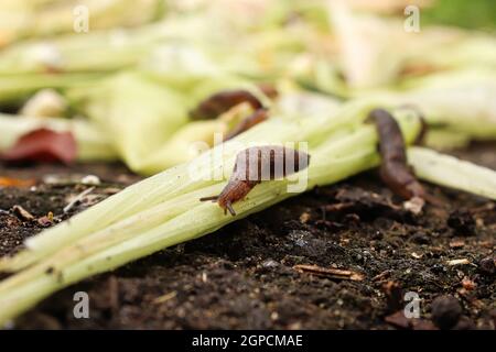 Brocche strisciando sulla vegetazione nel giardino. Foto Stock