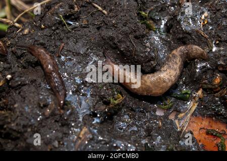 Closuo di lumache strisciando su terreno slimy. Foto Stock