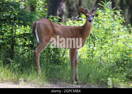 Un giovane buck con minuscoli corna di velluto si erge ai margini di una foresta. Foto Stock