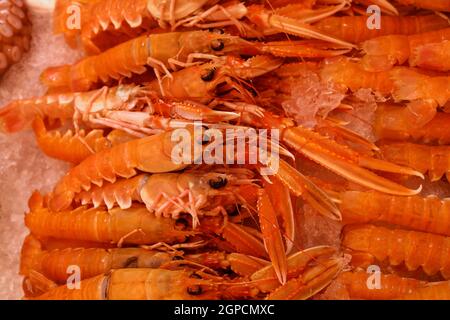 Primo piano catture fresche di langostine rosse grezze (Nephrops norvegicus, aragosta norvegese, gamberi della baia di Dublino o scampi) su ghiaccio al mercato al dettaglio, alta A. Foto Stock