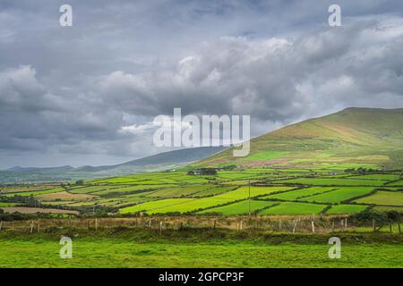 Campi verdi, pascoli, fattorie e terreni agricoli in montagna Dingle. Drammatico cielo tempesta, Wild Atlantic Way, Kerry, Irlanda Foto Stock