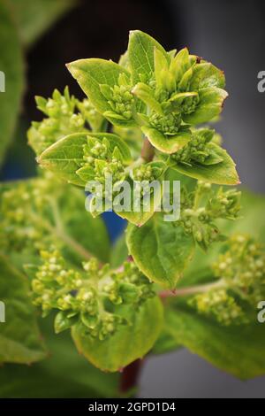 Verticale di una pianta di hydrangea con i grappoli di fiore che formano. Foto Stock