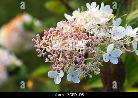 Piccoli germogli di hydrangea viola circa per fiorire in fiori bianchi. Foto Stock