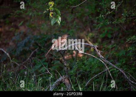 thrasher marrone (Toxostoma rufum) appollaiato su un arto di albero che è caduto a. massa Foto Stock