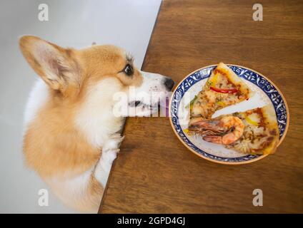 Il cane di Corgi sale su sul tavolo di legno e prova a leccarsi la pizza sul piatto nella stanza della cucina. Foto Stock
