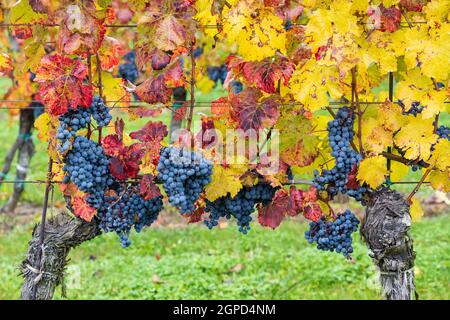 Uve Blu Cabernet Moravia in vigna d'autunno, Moravia meridionale, Repubblica Ceca Foto Stock