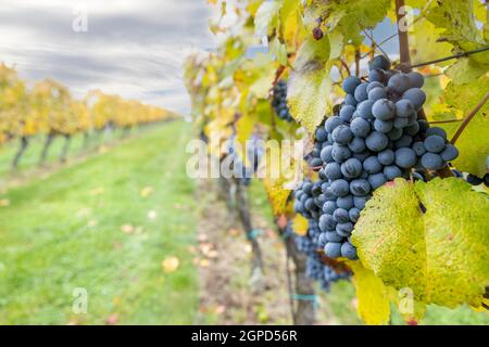 Uve Blu Cabernet Moravia in vigna d'autunno, Moravia meridionale, Repubblica Ceca Foto Stock