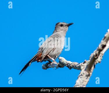 Un Catbird grigio (Dumetella carolinensis) arroccato al mattino presto. Foto Stock