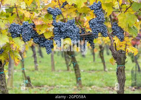 Uve Blu Cabernet Moravia in vigna d'autunno, Moravia meridionale, Repubblica Ceca Foto Stock