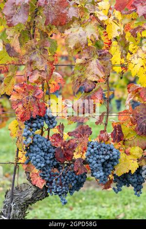 Uve Blu Cabernet Moravia in vigna d'autunno, Moravia meridionale, Repubblica Ceca Foto Stock