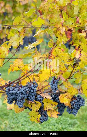 Uve Blu Cabernet Moravia in vigna d'autunno, Moravia meridionale, Repubblica Ceca Foto Stock