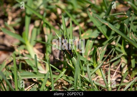 Gracshopper lubrificante sud-orientale (Romalea microptera) che arrampica le lame di erba Foto Stock